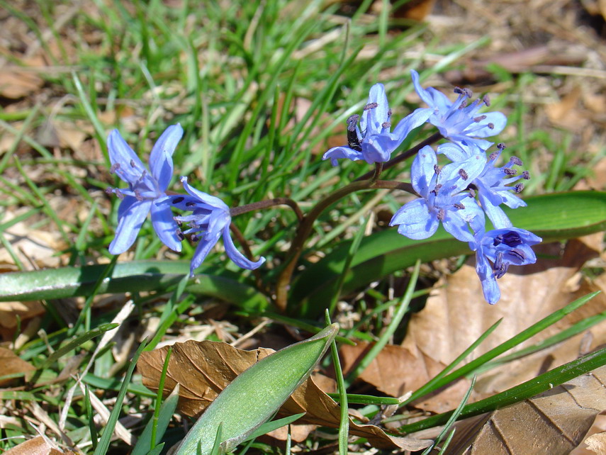 Un bel fiore blu ai margini del bosco.  E' la Scilla bifolia.