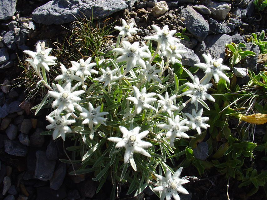 Un mazzolino di stelle alpine fiorite. Sono le prime.
