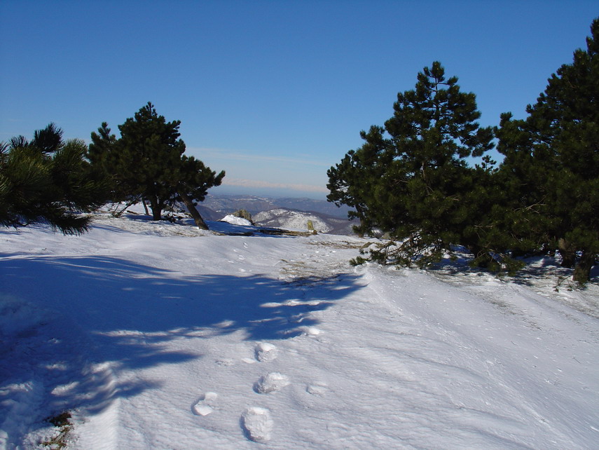 Suggestivo spettacolo delle orme sulla neve candida a tra il sipario dei pini lo sfondo con le Alpi Marittime.