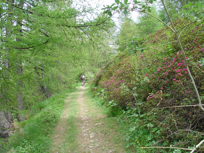 Il sentiero corre tra il verde dei larici e le macchie fucsia dei rododendri