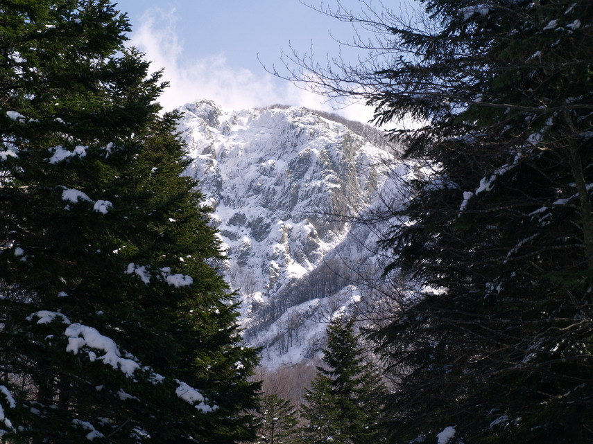 Il Penna, imponente come una vetta dolomitica, spunta tra gli abeti