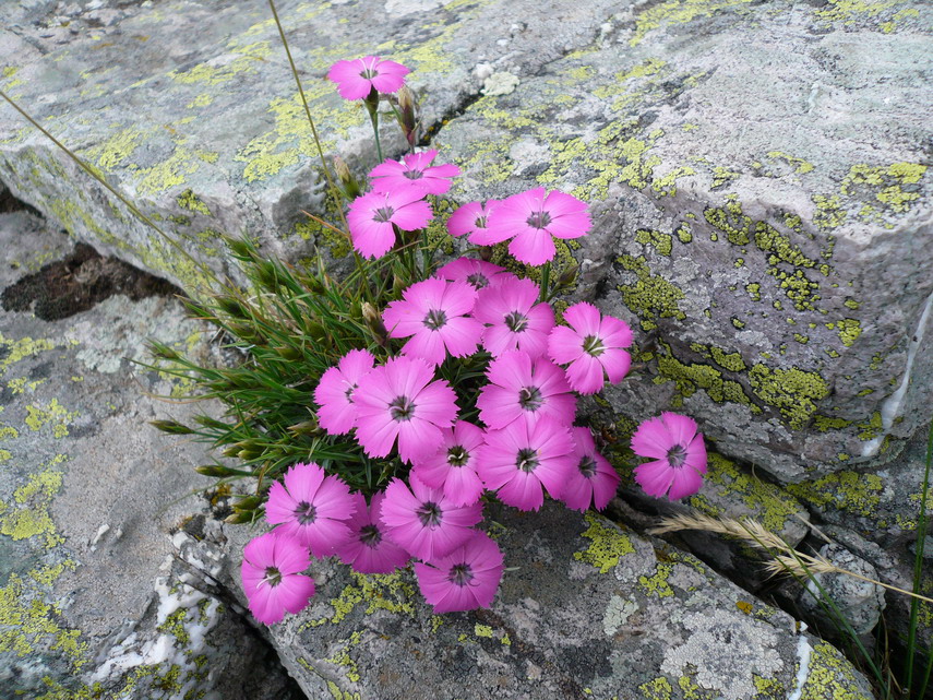 Anche tra le fessure nella roccia nascono i fiori. Qui un bel mazzolino di garofanini selvatici.