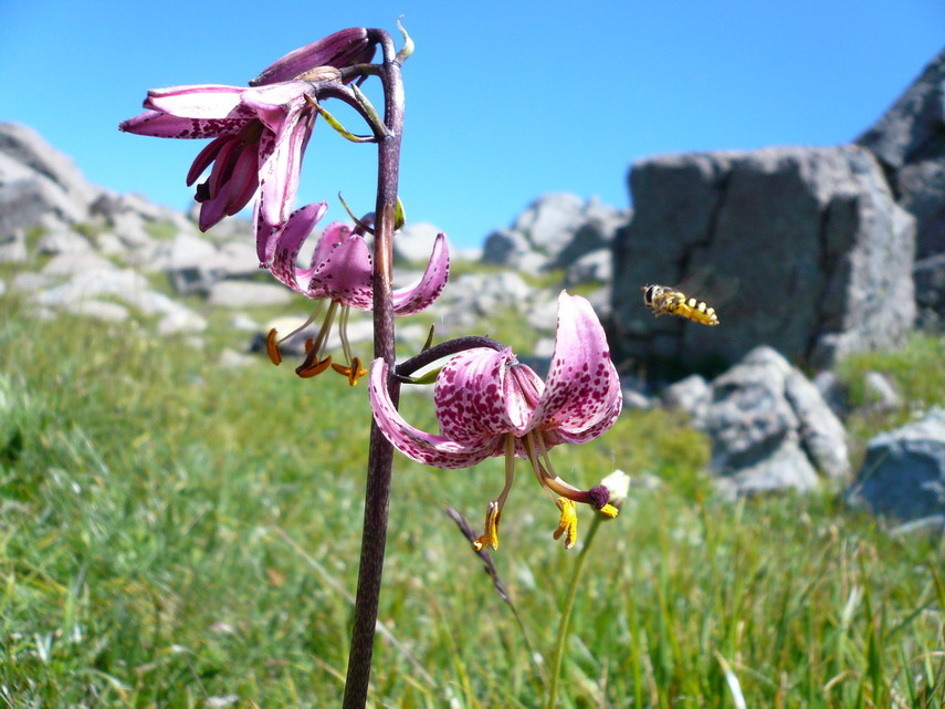 Sotto la cima dell'Aiona, nelle piccole radure tra i massi, crescono alcune piantine di giglio martagone. Un'ape sta volando verso i fiori.