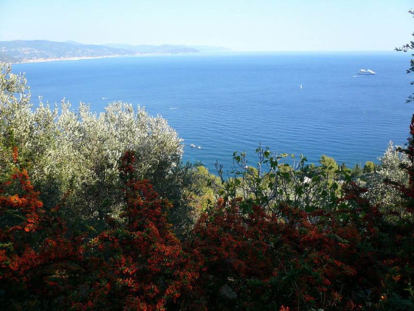 Una fioritura di bacche rosse e sotto ancora mare, vele e barche. Ormai S. Margherita è vicina.