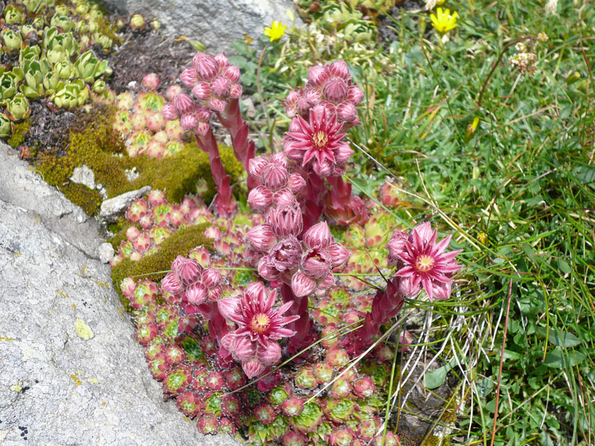 La pianta del Semprevivo ragnateloso, che cresce fra le rocce appena sotto la vetta