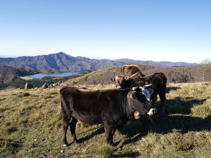 Mucche al pascolo sopra al lago di Giacopiane