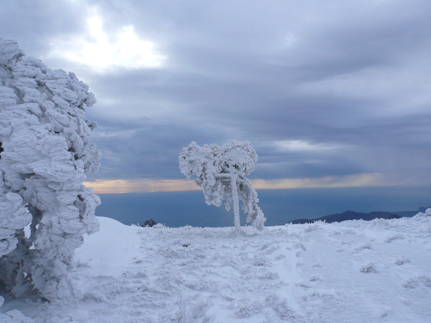 Un albero solitario schiacciato dalla neve e trasformato in scultura sullo sfondo del mare