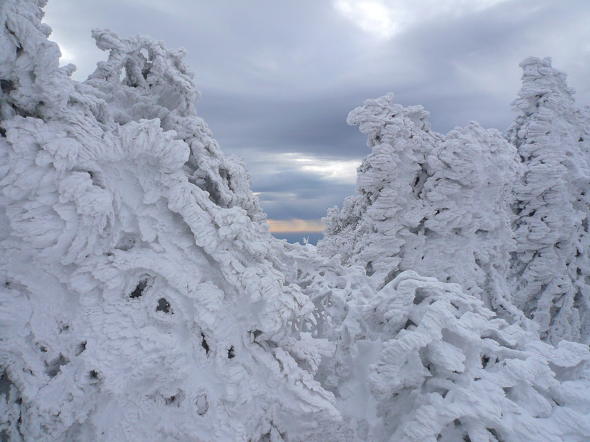 Questa scultura di ricami e arabeschi è fatta dalla neve e dagli alberi. Incredibile, vero? Dietro, spunta appena il mare