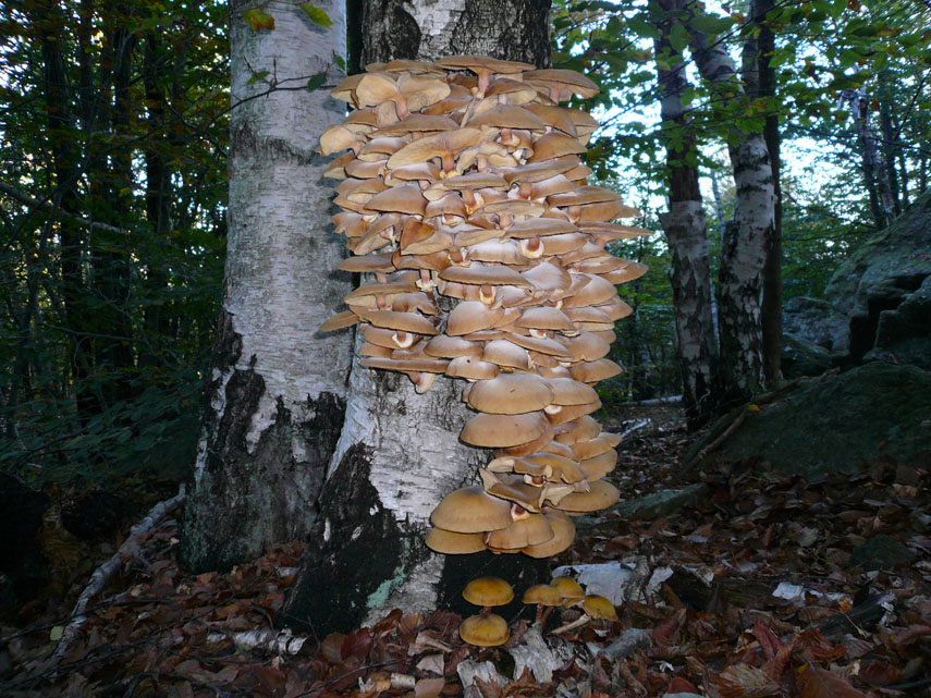 Incontreremo decine di fungaioli con ceste traboccanti di porcini e noi fotografiamo questa curiosa formazione di funghi che si arrampicano sugli alberi 