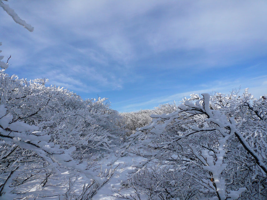 Il cielo è azzurro e la neve appena arrivata ricopre ogni ramo del bosco: un ambiente suggestivo colto nell'attimo più bello