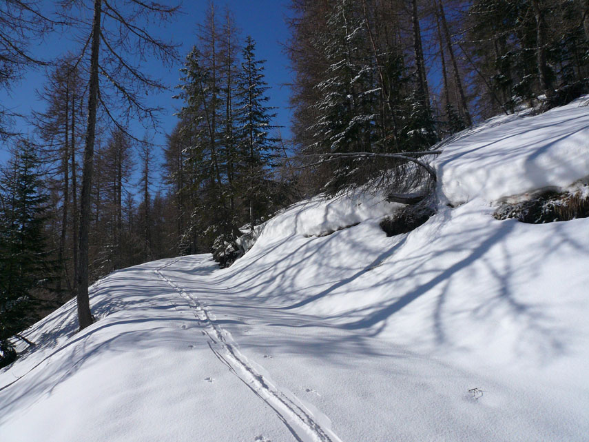 La carrareccia sale a svolte nel bellissimo bosco delle Navette. La nevicata del giorno precedente ha aggiunto cinque dita di neve farinosa a quella compatta già presente