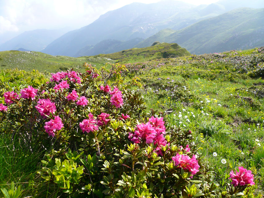 Sotto i 2000 mt. sono fioriti i primi rododendri
