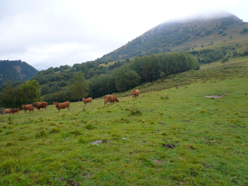 Alle pendici dell'Alpesisa pascolano le mucche