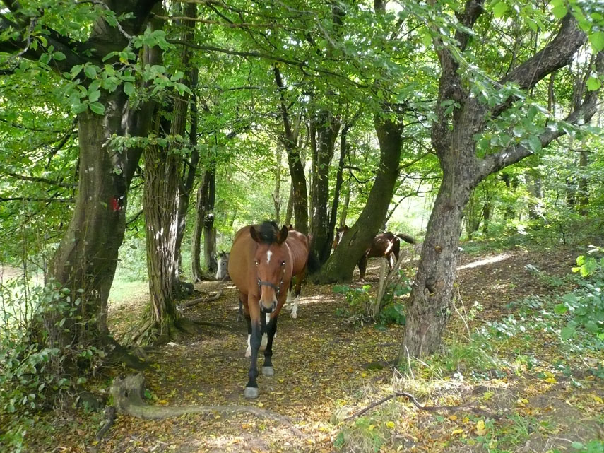 ... e grandi boschi dove pascolano i cavalli ... 