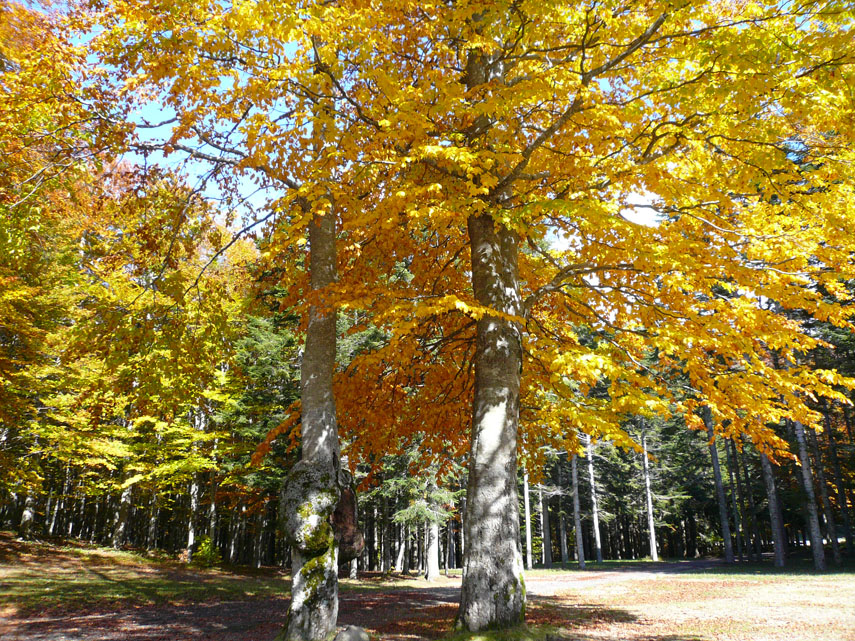... circondata dal bosco con i bellissimi colori dell'autunno