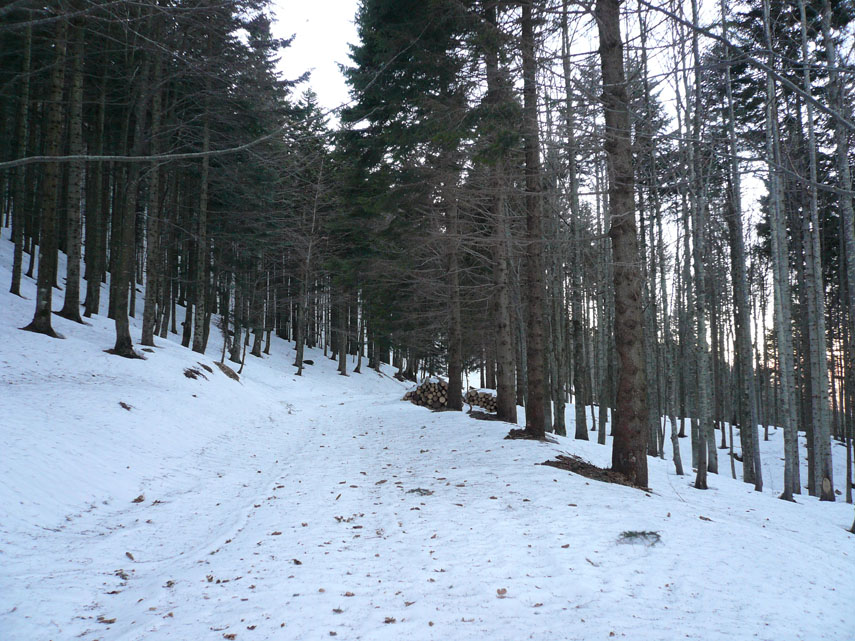 Neve durissima e grande freddo nella foresta d’abeti ancora in ombra