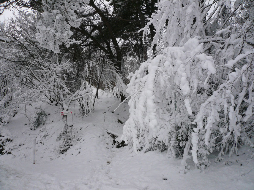 Da ieri sera nevica ininterrottamente sulle alture di Genova. Questa nevicata, arrivata un po' in sordina e forse sottovalutata dai siti di meteorologia, è stata invece per la Liguria l'evento nevoso più importante di tutto l'inverno. Finalmente l'Appennino Ligure, da Cadibona al Gottero, è ricoperto da un buon manto nevoso. Stamattina, dopo aver oziato nel letto, mi sono deciso a fare due passi sulla neve. Ho posteggiato la macchina al Valico di Trensasco e mi sono diretto verso il Righi lungo la strada dei forti