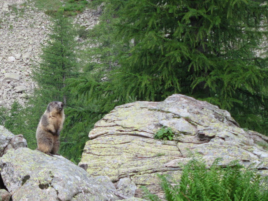 Questa marmotta, per nulla turbata dalla mia presenza, si è lasciata insolitamente fotografare