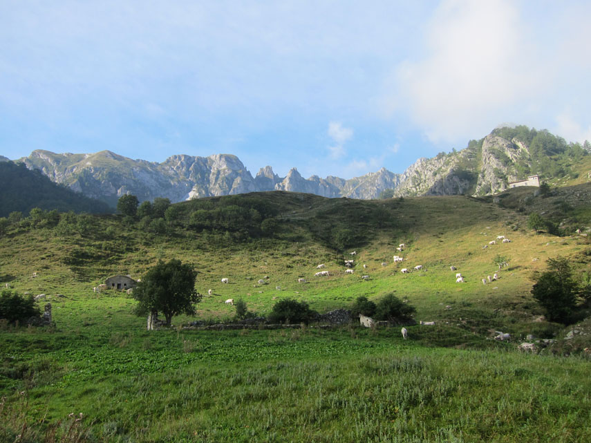 Ancora un breve tratto all’ombra dei faggi e, dopo due ore di cammino, raggiungiamo la conca dell’Alpe di Perabruna finendo nel bel mezzo di una nutrita mandria di mucche al pascolo