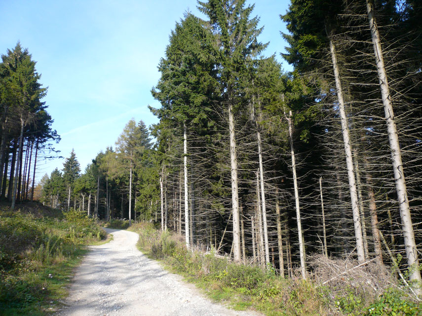 Dal passo una sterrata in leggera salita conduce al Bocchino delle Meraviglie (mt. 1191), crocevia di itinerari e di piste forestali