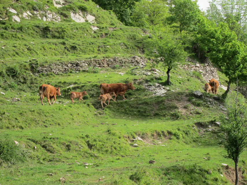 ... le prime mucche Limousine che con il loro mantello rosso contrastano vivacemente con la rigogliosa vegetazione di maggio, ...