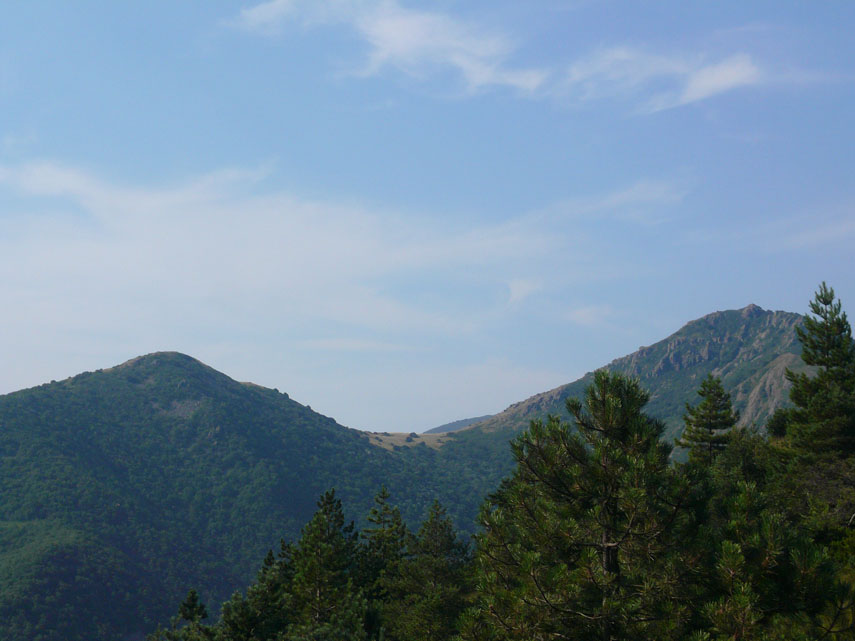Al di sopra degli alti pini si possono osservare il Monte Giallo, il Bric del Dente e la depressione della Sella del Barnè che li divide