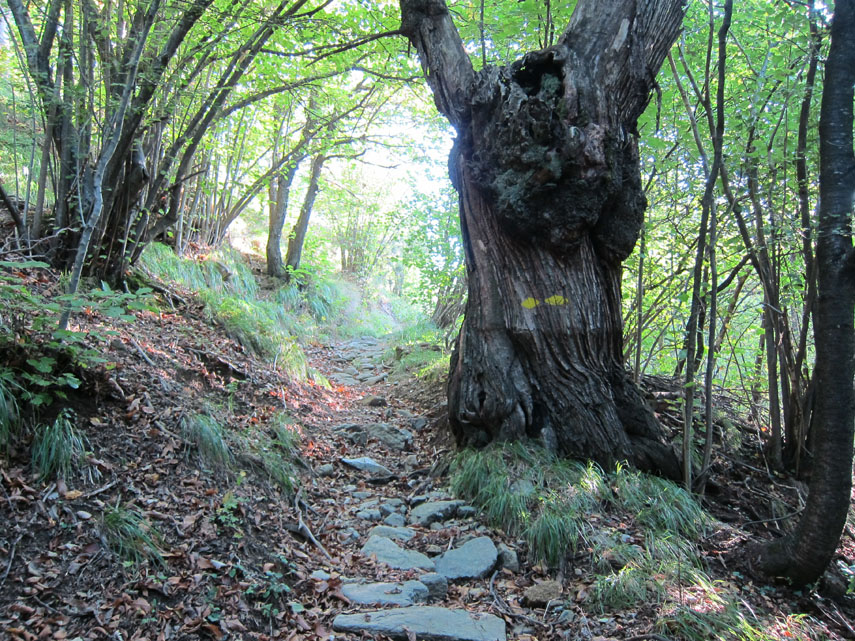 ... che si innalza con stretti tornanti tra bellissimi castagni secolari. Dopo aver superato i ruderi della Cascina Tobbio (m. 700), il sentiero esce dal bosco ... 