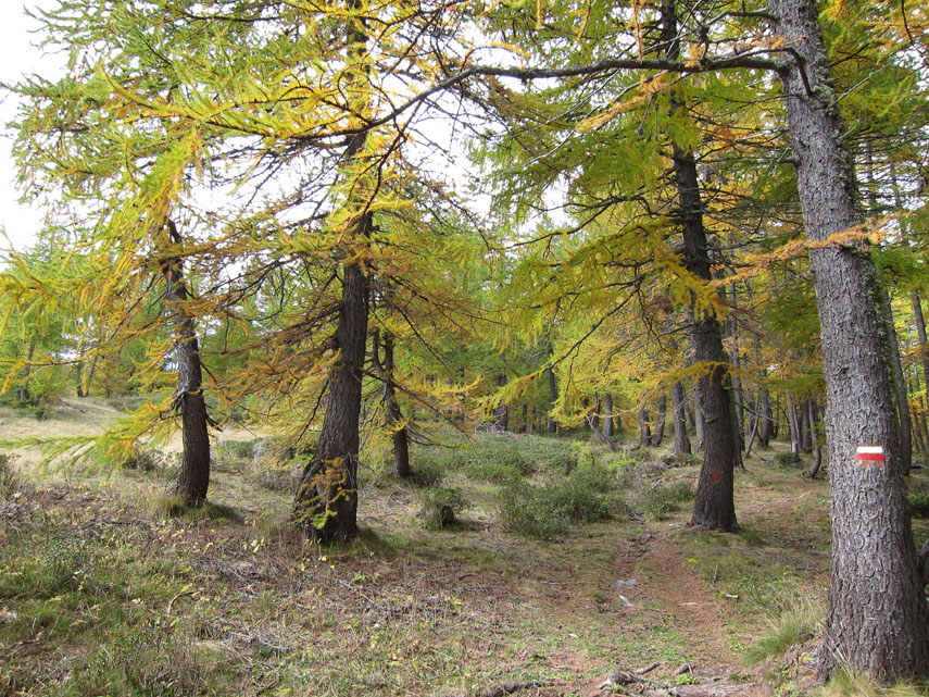 Con un bel percorso tra i larici tinti dei primi colori dell’autunno ...