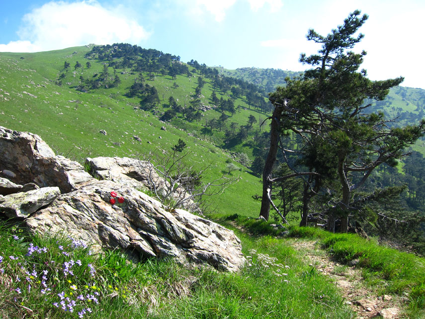 Il versante meridionale della Rocca Vaccaria è un gigantesco tappeto che brilla d’un verde intenso, punteggiato qua e là da pini marittimi e da belle fioriture