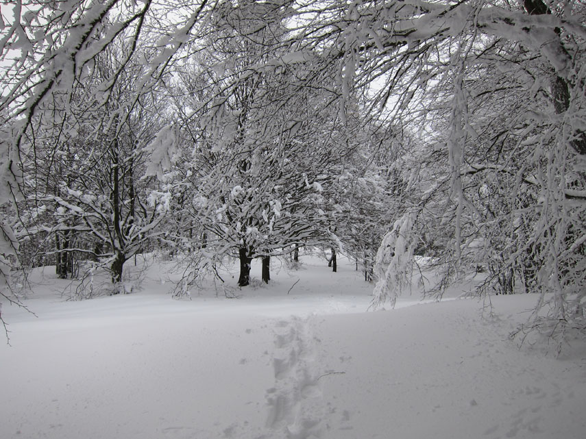 ... dove si cammina tra suggestive gallerie di rami piegati dalla neve