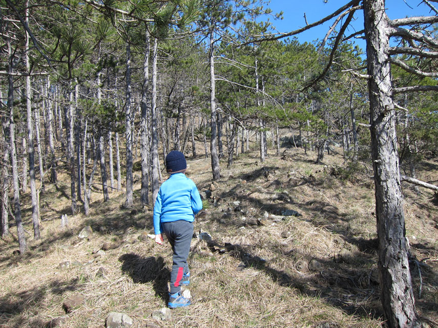Poi abbandoniamo il tracciato e rimontiamo a destra, in un rado boschetto di pini, il costone occidentale del Monte Calvo ...